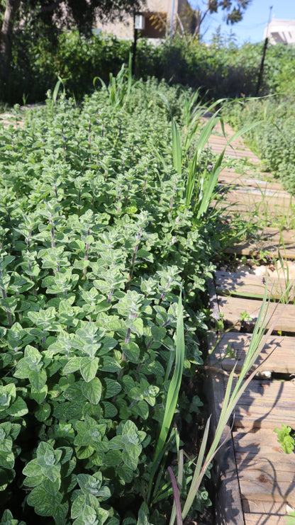 Origanum syriacum - Wild Za’atar