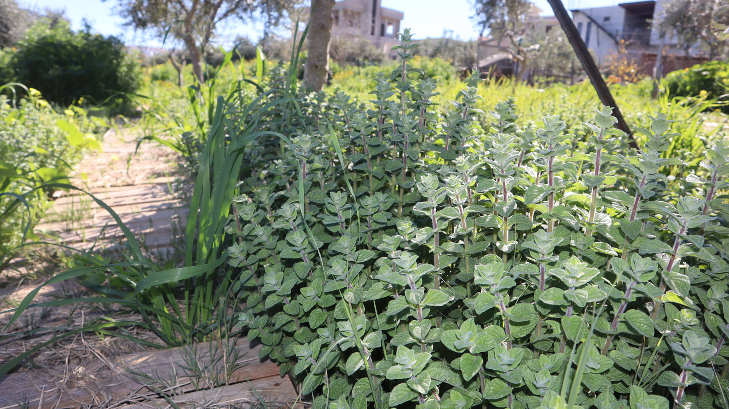 Origanum syriacum - Wild Za’atar