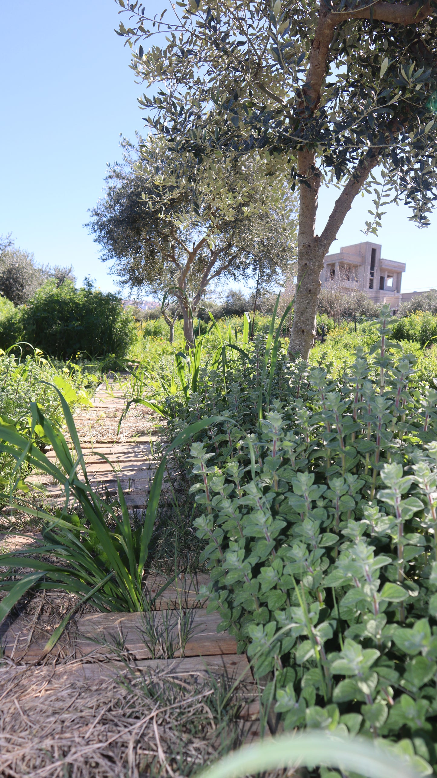 Origanum syriacum - Wild Za’atar