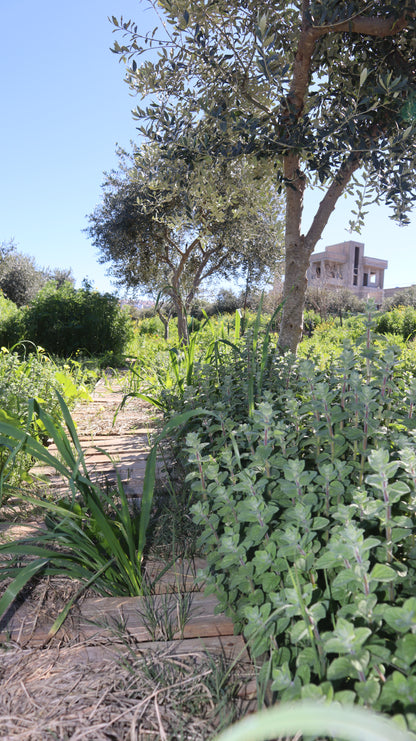 Origanum syriacum - Wild Za’atar